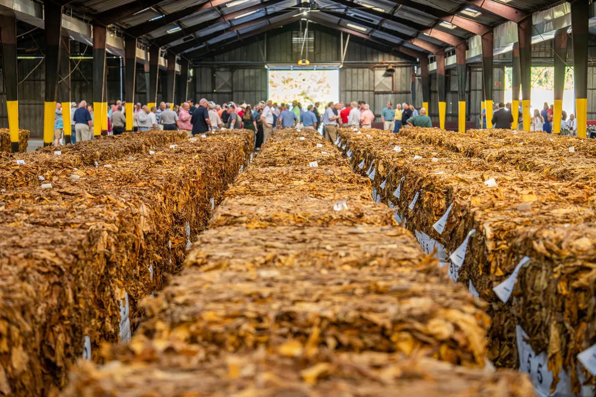 Virginia, Burley, Latakia and Oriental: A Guide to Tobacco Leaf Families